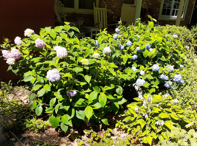 Hydrangeas