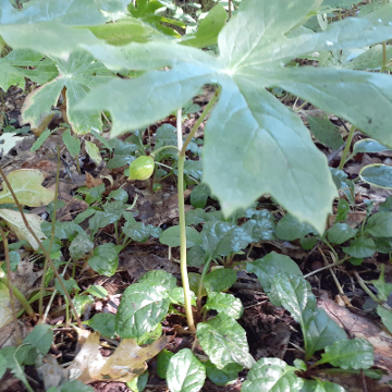 Mayapple Fruit