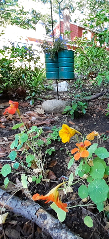 Nasturtiums