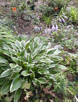 Flowering Hosta