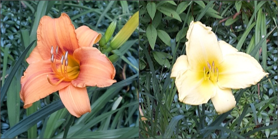 Hybrid Daylilies