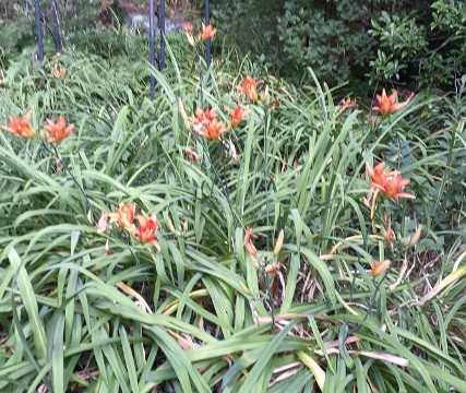 Orange Daylilies
