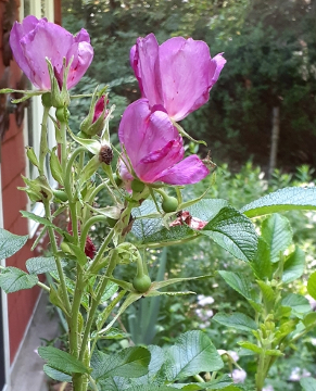 Closeup, Rosa Rugosa