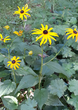 Black-Eyed Susans