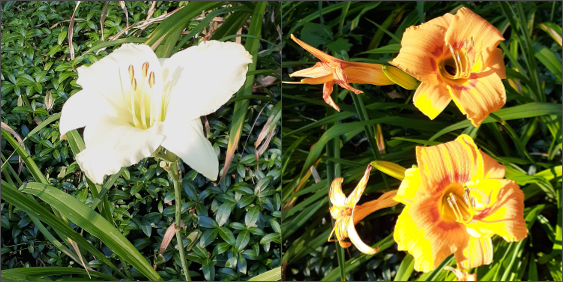 Hybrid Daylilies
