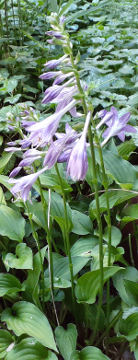 Flowering Hosta