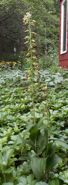 Possibly a Helleborine