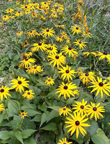 Suzies and Glories