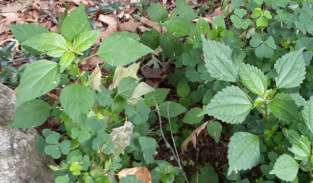 A Tale of Two Nettles