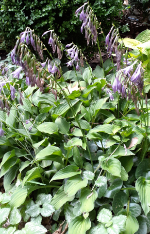 Lotsa Hosta