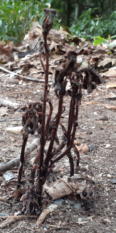 A Parasitic Plant?