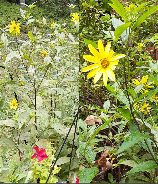 Perennial Sunflowers