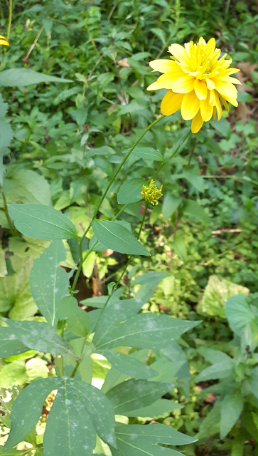 Cutleaf Coneflower