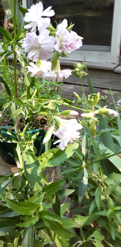 Garden Phlox