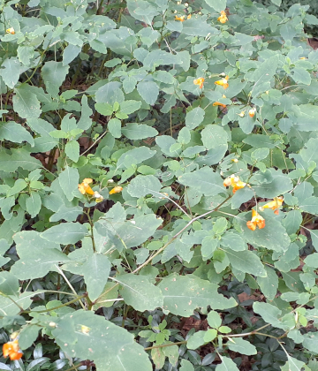 Orange Touch-Me-Nots in Flower