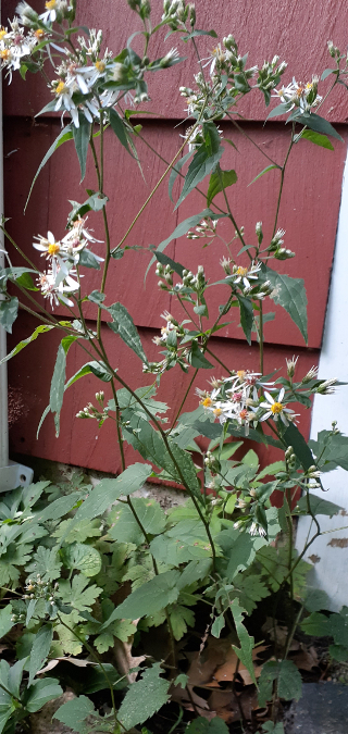 Woodland Asters