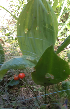 Berries of the Lily of the Valley