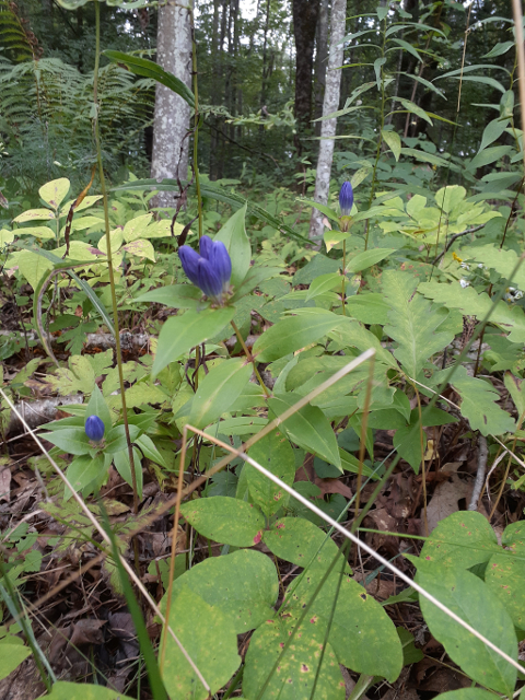Closed Gentian