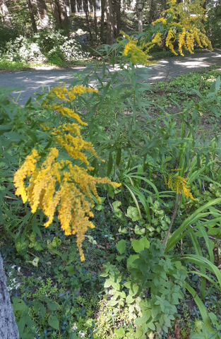 Goldenrod