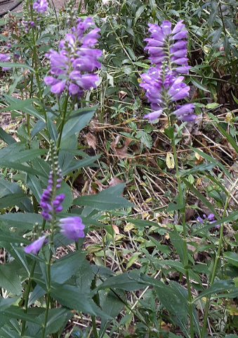 Obedient Plant