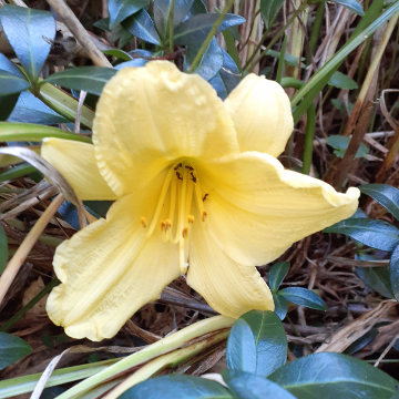 The Last Daylily in Bloom