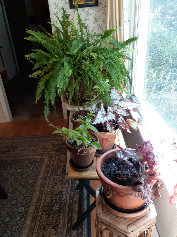 The House Plants