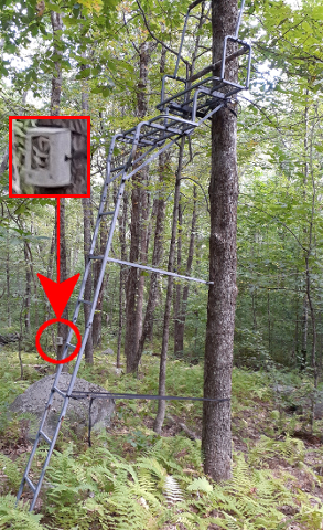 Ladder and Mystery Box in Woods