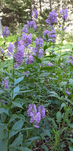 Obedient Plant