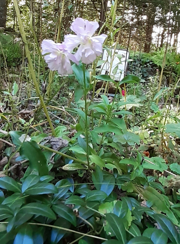 Phlox