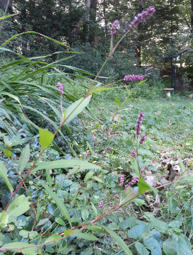 Smartweed