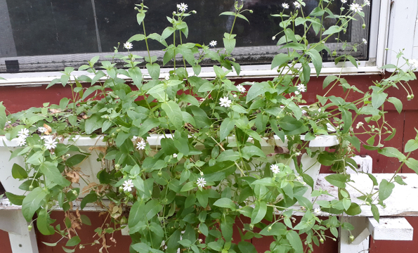 Chickweed Perhaps