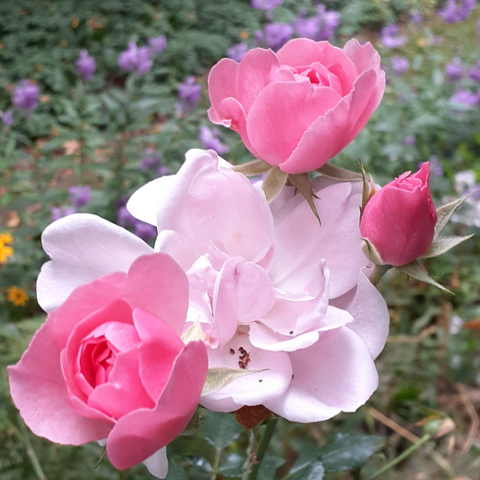 Rose Blooming