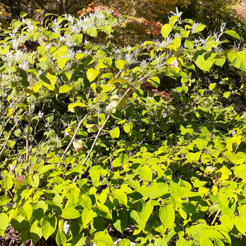 Japanese Knotweed
