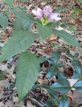 Pink Turtlehead