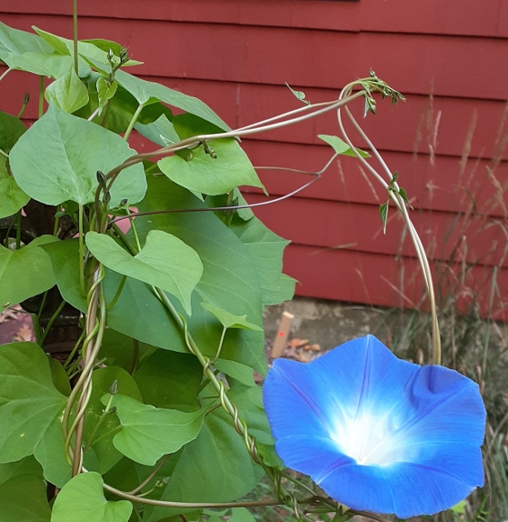 Morning Glory in Bloom