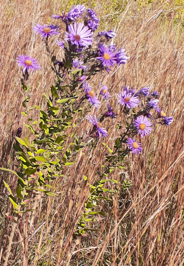 Likely New England Asters