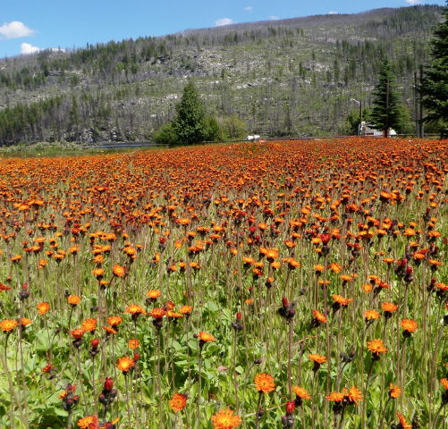 A Field of Devil's Paintbrush (from the Internet; not at Baxter State Park)