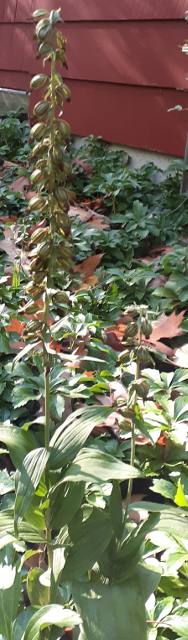 Helleborine in October