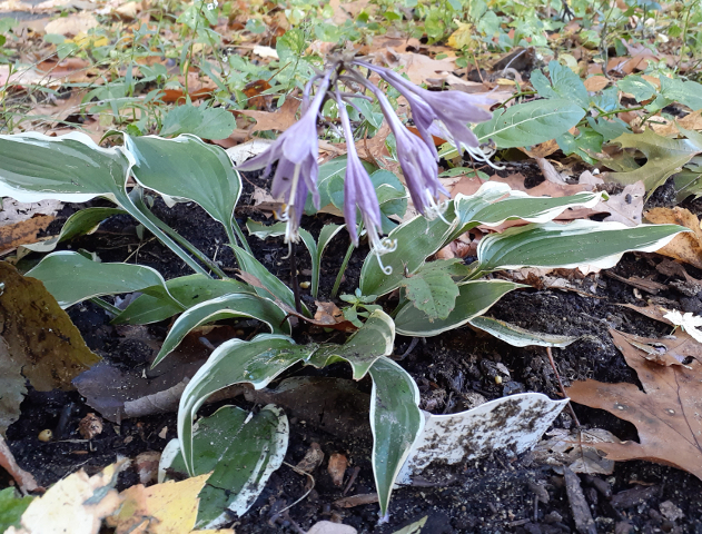 October's Hosta
