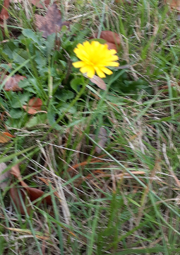 Likely New England Asters