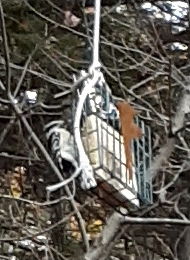 Downy Woodpecker