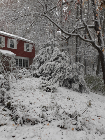 October Snow 1