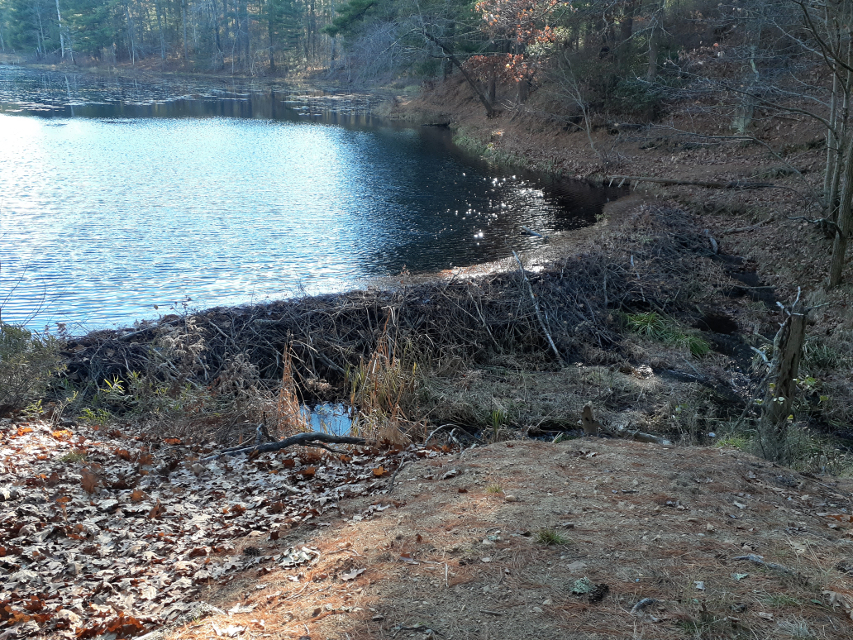 Beaver Dam at Muddy Pond