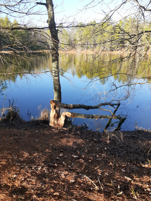 Beaver Dam at Muddy Pond